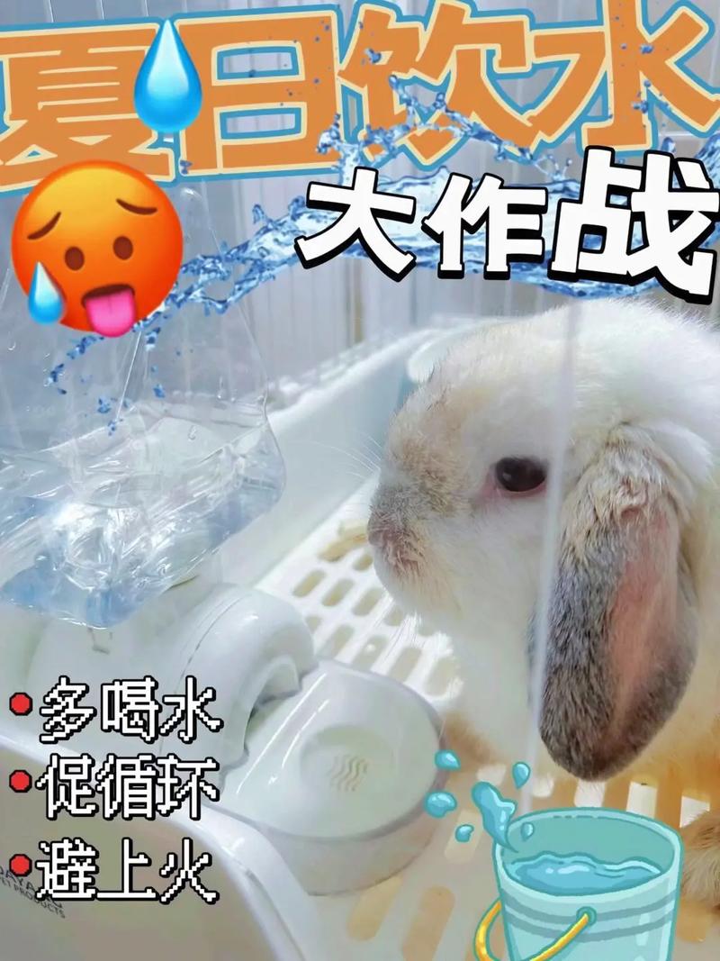兔子不喝水