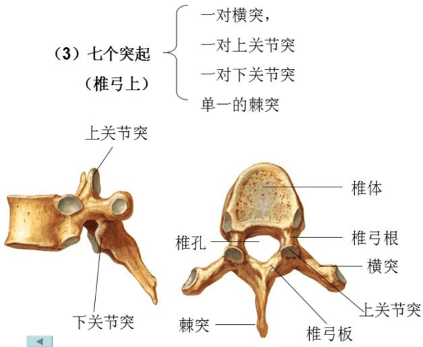 椎骨结构图