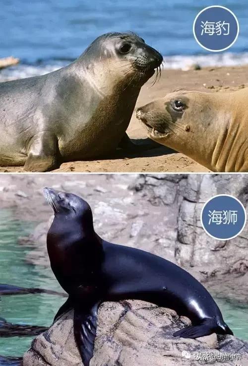 海狮和海豹的区别
