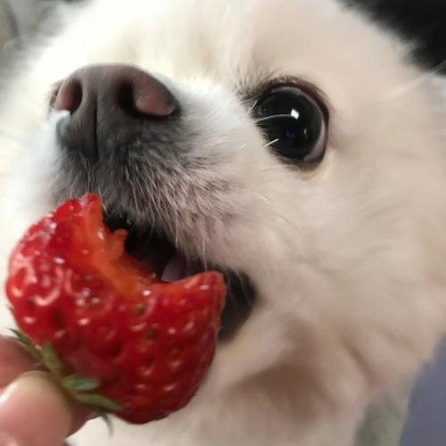 狗狗能吃草莓吗