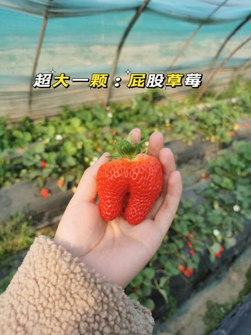 草莓像什么