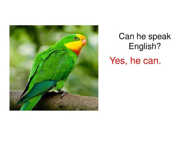 鹦鹉的英文