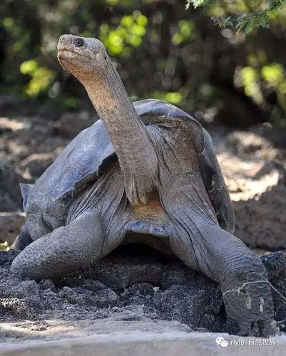 平塔岛象龟的相关图片