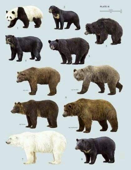 熊是什么意思的相关图片